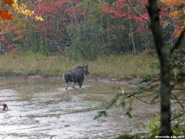 Cow Moose in a Rain Storm