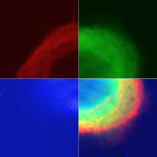 Hubble images of M57 taken at wavelengths (in nanometers) of 658 (red), 502 (green) and 469 (blue), color-coded and composited by Brian Koberlein.