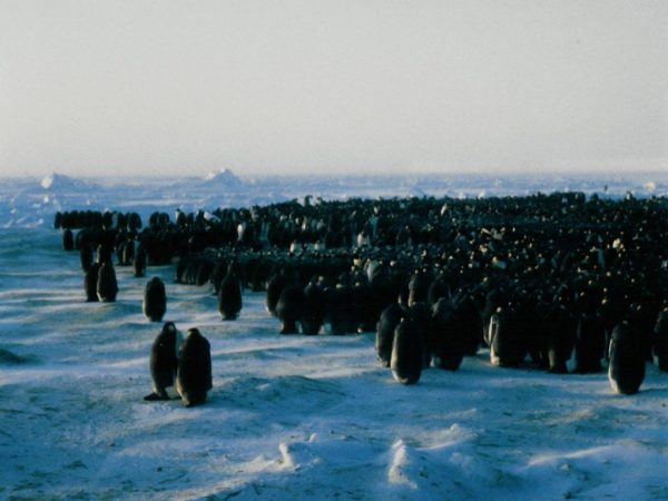 Emperor penguins huddle together in a large group during the winter, breaking only during the day to enjoy the sunshine. Image credit: Wikimedia Commons user Mtpaley, under c.c.a.-2.5 generic.