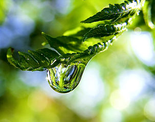 303px-Raindrop_on_a_fern_frond