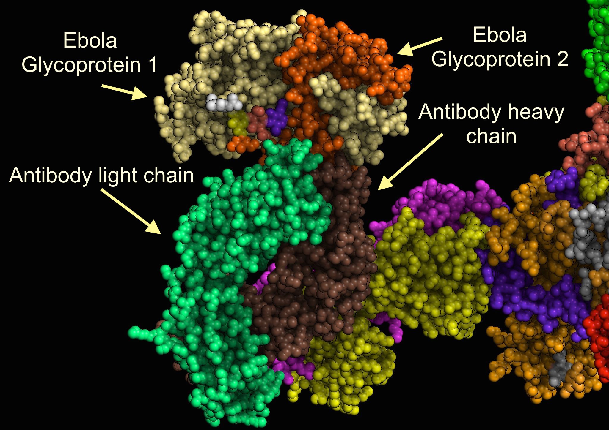 R virus. Бета 2 гликопротеин. Гликопротеин Эбола. Гликопротеин р. Вирус Эбола кристаллическая структура.