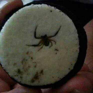 spider evolved inside oreo cookie