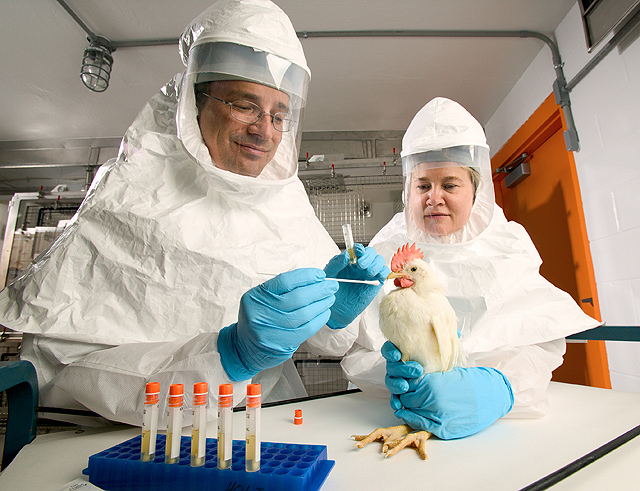Avian Influenza in the Mississippi and Pacific Flyways - Vimarsana News
