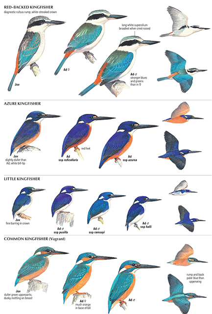 Birds of Australia: New Book | ScienceBlogs