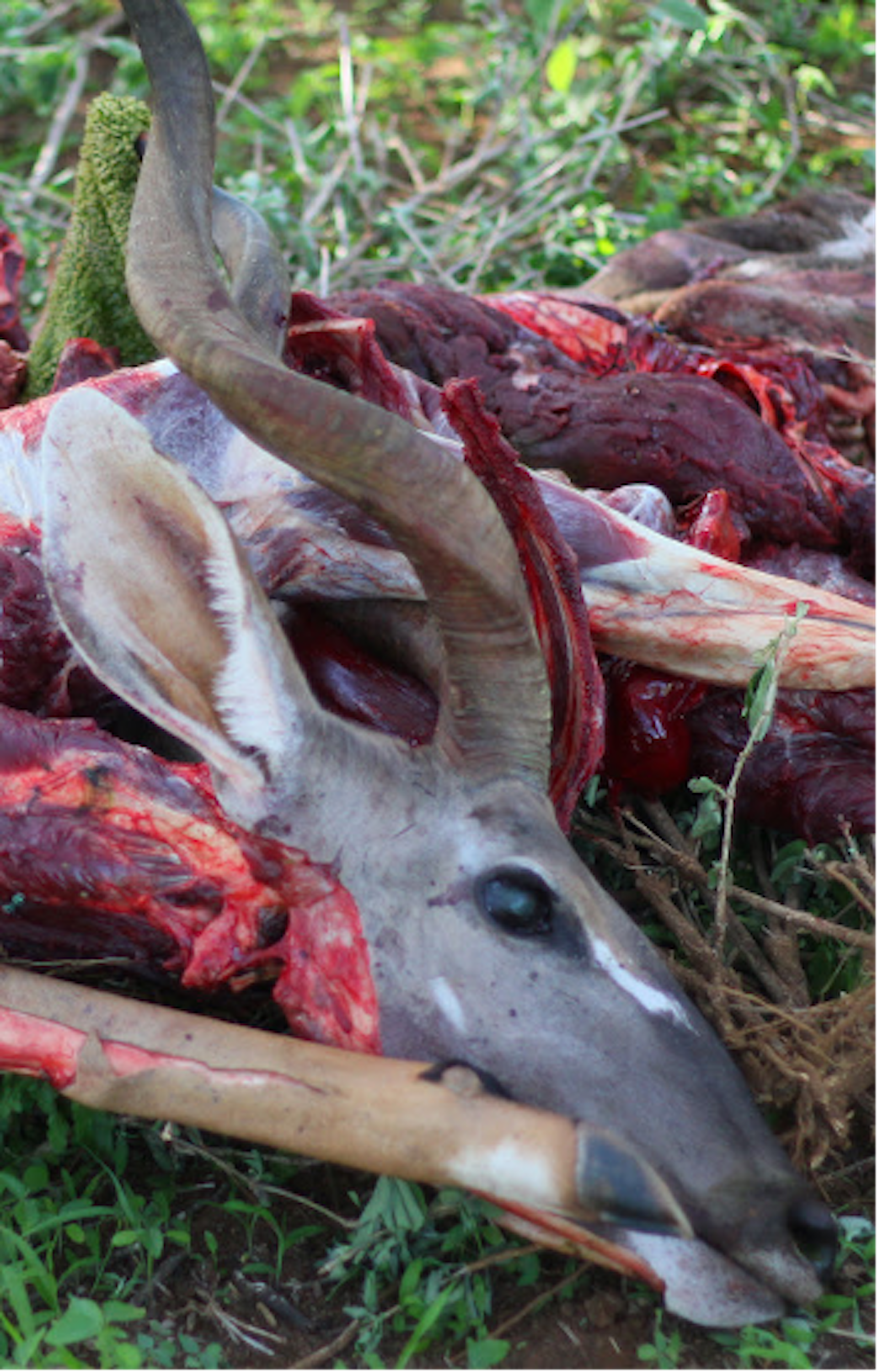 A kudu post-butchering, with portions going to various community members.