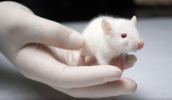 "Why, oh, why do I have to die in the cause of such crappy science?"