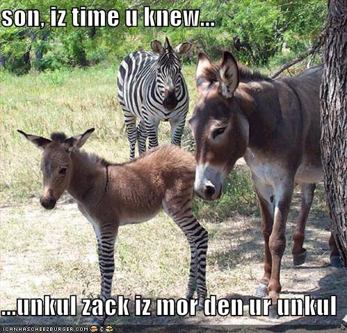 funny zebra
