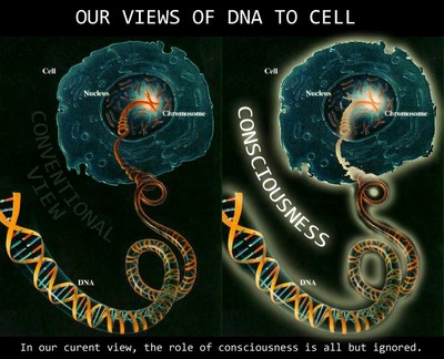 i-76949002274503eee210af2f2fa18711-consciousness_to_cell-to-DNA-thumb-400x324-74289.jpg