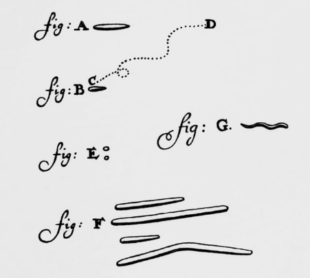 bakteri van Leeuwenhoek