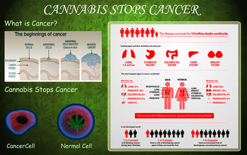 Cannabis-Stops-Cancer2