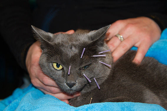 "Cat-upuncture"? What did those poor cats ever do to deserve this? - Vimarsana News