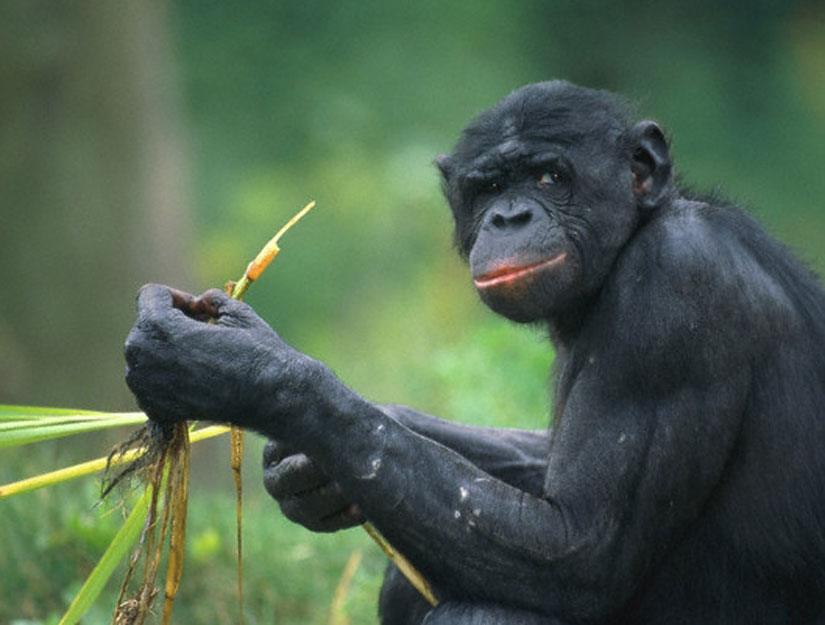 Why chimps eat seemingly strange food | ScienceBlogs