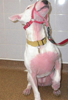 Image of atopic dermatitis from www.itchfreepet.com