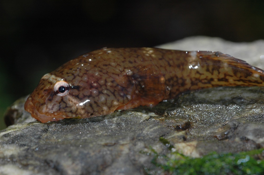 Clingfish (Gobiesox maeandricus).  Image credit: Thomas Kleinteich 