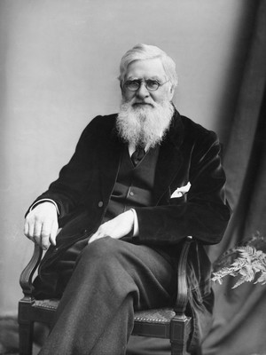 Alfred Russel Wallace. Image from: NPR, Hulton-Deutsch Collection/Corbis