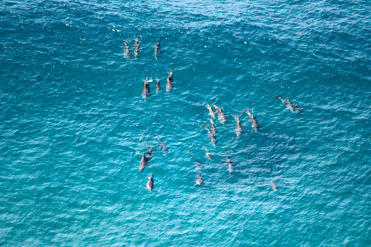 Image of bottlenose dolphin pod from www.deography.com, take by Dylan O'Donnell 2010