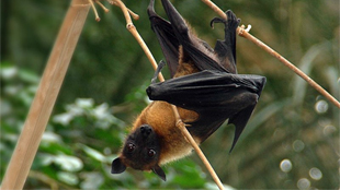 Image of Indian Flying Fox from Wikipedia, Fritz Geller-Grimm 