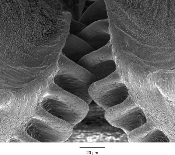 Image of functional gears on the hind limb of a planthopper from study author Dr. Malcolm Burrows. The view is looking up from underneath the insect.
