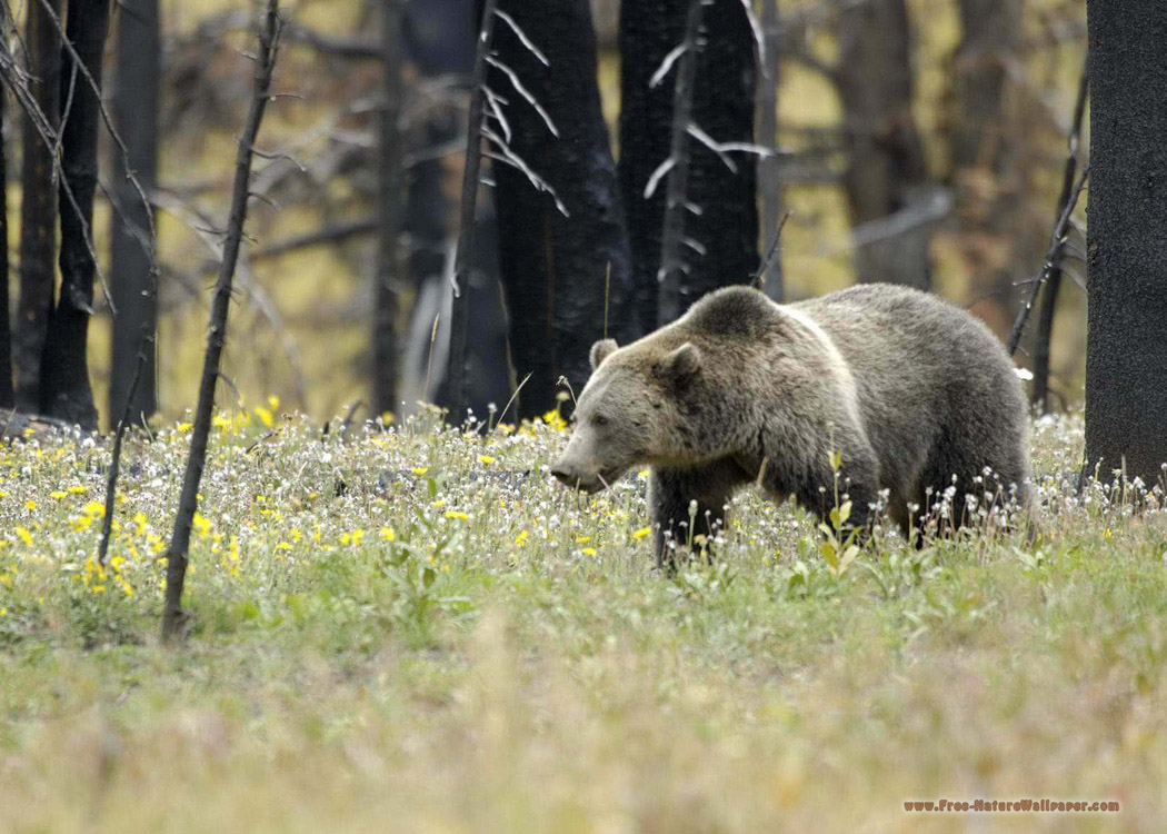 Image of a grizzly bear at Yellowstone National Park from http://free-naturewallpaper.com/nature-images/animals/bears/Grizzly-at-Yellowstone.php