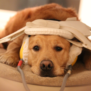 A golden retriever in a fMRI scanner. Image by ENIKO KUBINYI from The Scientist.