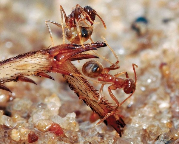 Tawny ant (top) coating itself with formic acid after an encounter with a fire ant (bottom). Image from Science AAAS. 