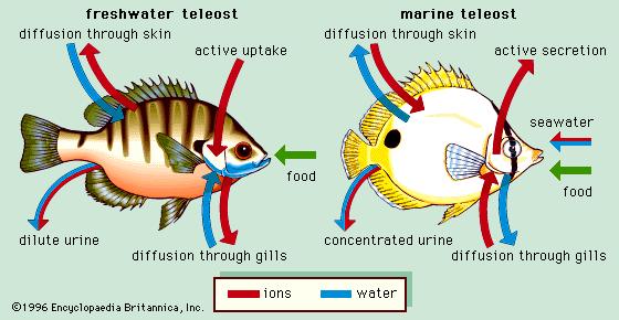 Depiction of water and salt homeostasis in salt and freshwater fish. 