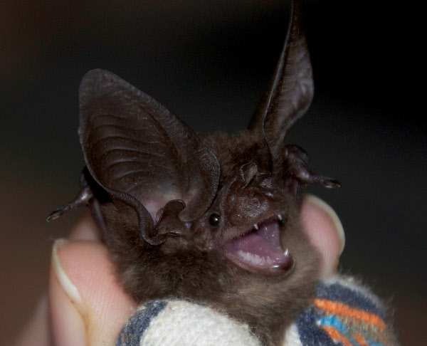 Image of a big-eared bat from Scientific American 