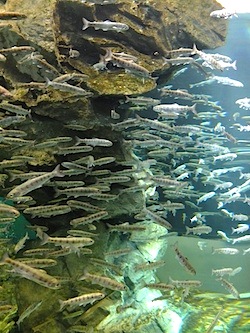 Image of Biwa salmon from the Lake Biwa Museum (http://www.lbm.go.jp/english/exhibits/aquarium.html)