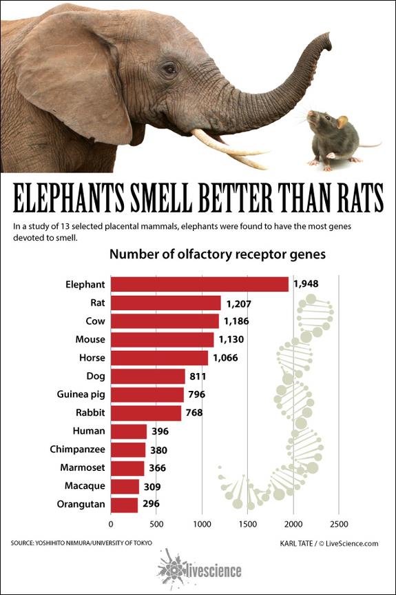 Super-sniffing elephants