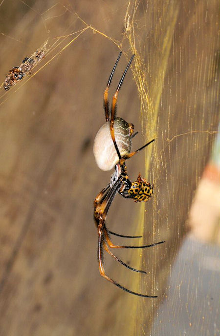 Image from Spiders of Australia http://ednieuw.home.xs4all.nl/australian/nephila/Nephila.html