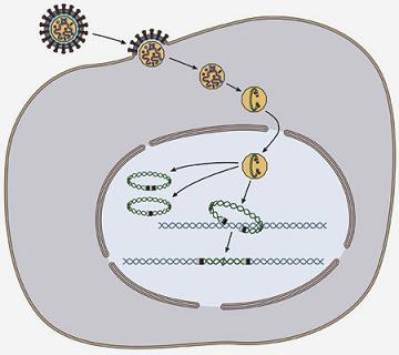 Depiction of a retrovirus integrating its DNA into the DNA of the host cell. Image from: http://evolution-biology.wikispaces.com/ERVs+-+'Watermarks+of+Evolution'+in+our+DNA