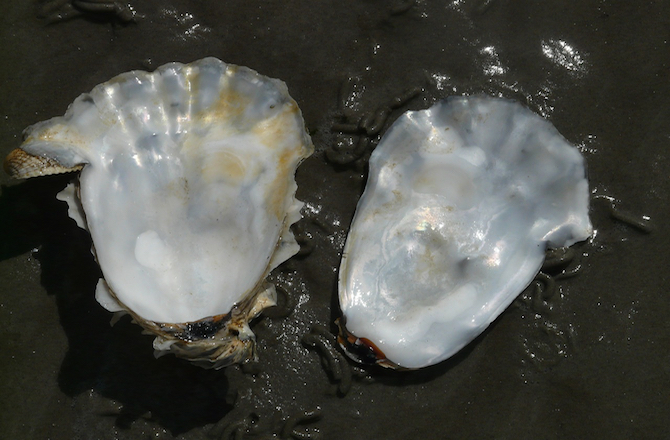 dnews-files-2014-12-oysters-141217-jpg