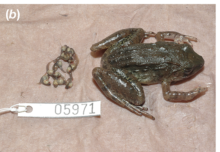 Image of tadpoles removed from the oviduct of L. from PLOS ONE article. 