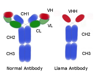 Depiction of antibodies from www.abcore-inc.com