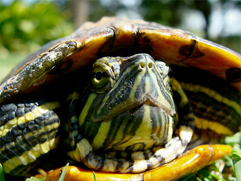 Photo of a Red Eared Slider turtle by Nightryder84.