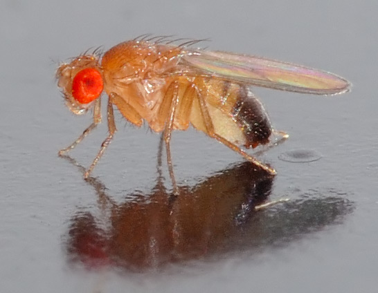 "Drosophila melanogaster - side (aka)" by André Karwath aka Aka - Own work. Licensed under CC BY-SA 2.5 via Wikimedia Commons - https://commons.wikimedia.org/wiki/File:Drosophila_melanogaster_-_side_(aka).jpg#/media/File:Drosophila_melanogaster_-_side_(aka).jpg