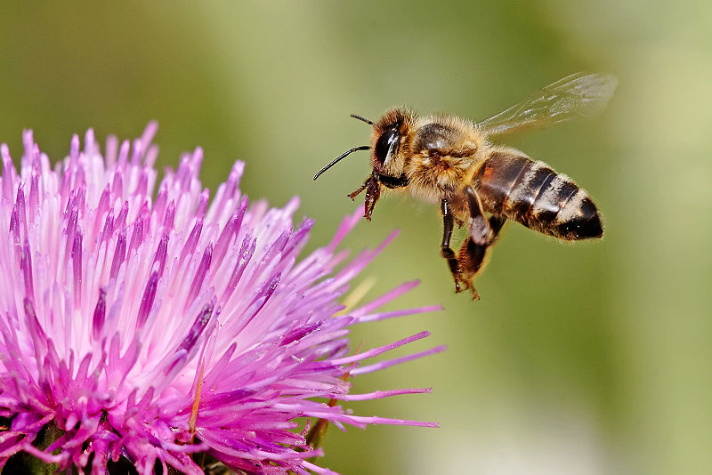 Image of honeybee By Fir0002 (Own work) [GFDL 1.2 (http://www.gnu.org/licenses/old-licenses/fdl-1.2.html)], via Wikimedia Commons