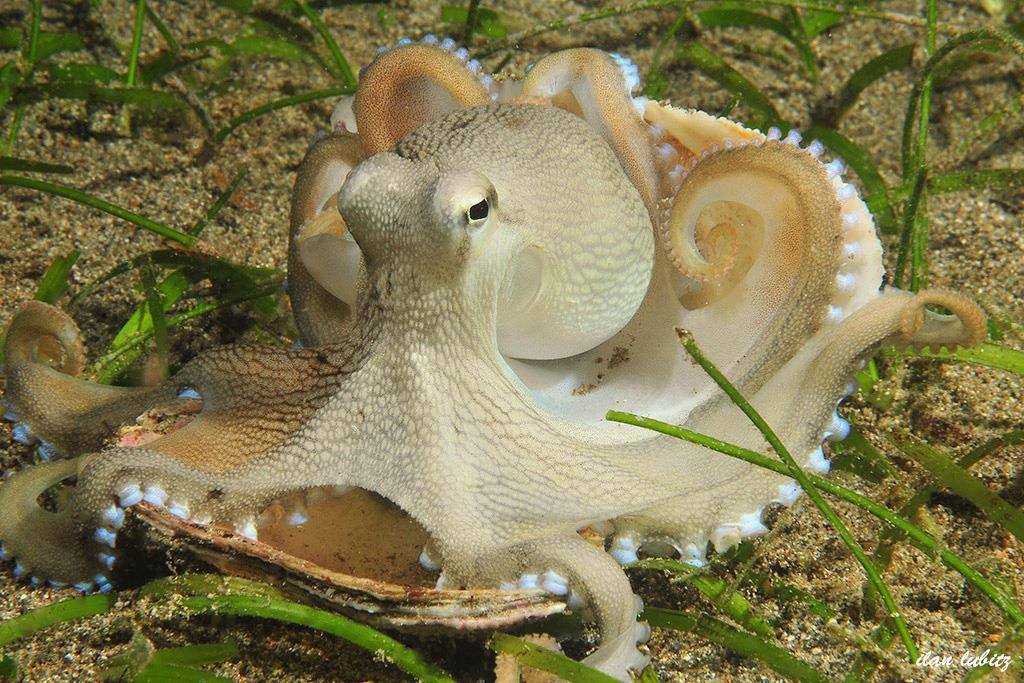 Friday Cephalopod Not A Bird With A Curved Beak Or A Curvy Flower Scienceblogs 2821