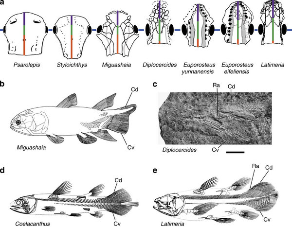 Coelacanths illustrate the difference between real science and creationist science - Vimarsana News