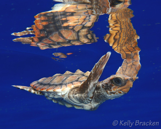 Sea turtle with refelction, from http://www.uwphotographyguide.com/underwater-photography-reflections