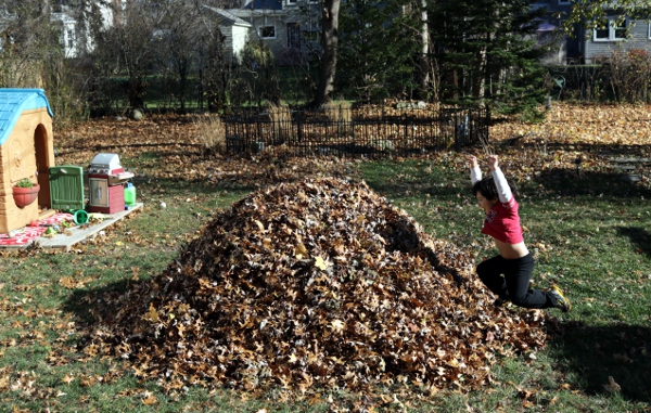 The Pip mid-leap into the leaf pile in the back yard of Chateau Steelypips.
