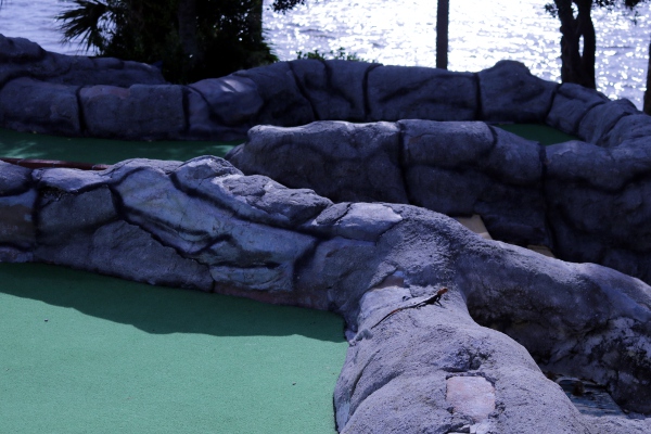 A lizard on a rock at the miniature golf course.