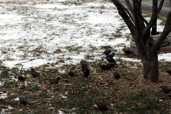 Quail-like birds on the front lawn.
