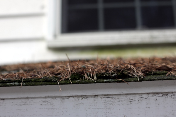 Pine needles and moss on the small roof over our back door.
