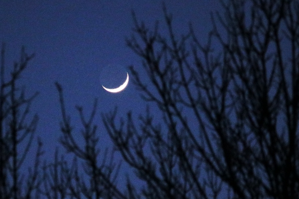 The crescent moon dropping behind the trees across the street.
