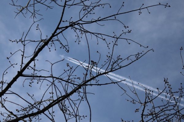A slightly fuzzy plane through a tree.