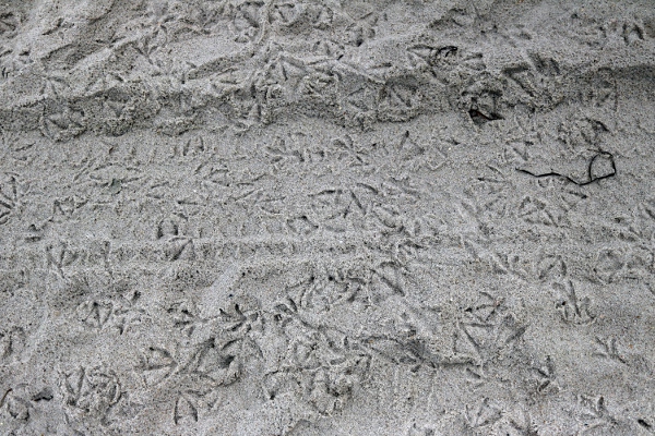 Random artsy shot of seagull tracks in the sand.