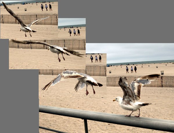 Gull taking flight on the boardwalk at Jones Beach.