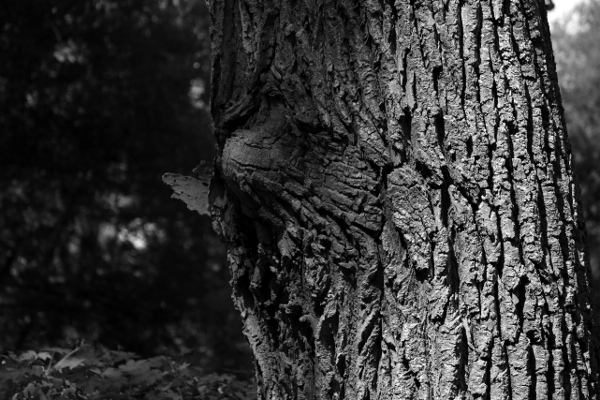 Black and white shot of an interestingly textured tree.