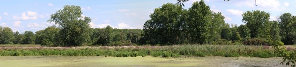 A section of wetland in the Vischer Ferry Nature Preserve.